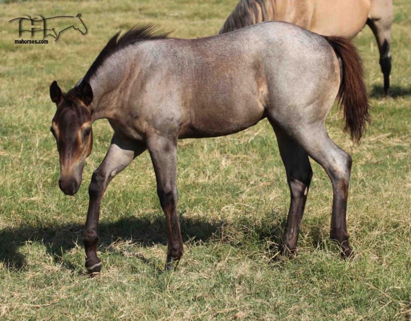 Graves Blue Spark's 2024 Roan Filly